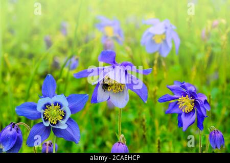 Beautiful blue wildflowers Aquilegia glandulosa close up, growing in alpine weadows of Altai mountains, Russia. Selective focus on flowers. Beauty of Stock Photo