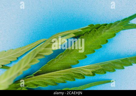 Fresh leaves of hemp weed on light blue background, macro image. Shot with copyspace. Stock Photo