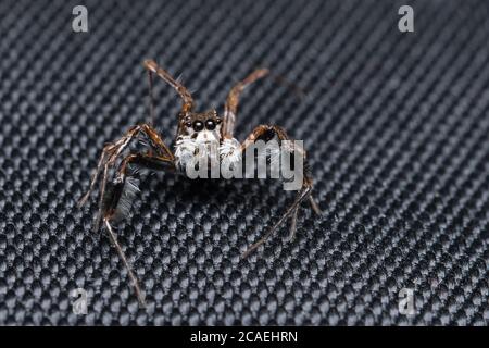 Straight stare of portia fimbriata jumping spider , family salticidae against black cloth Stock Photo