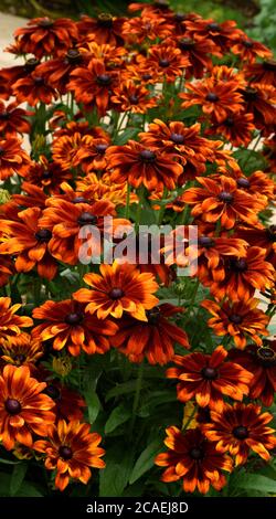 A cluster of flowers of Rudbeckia Summerdaisy's Bronze Bicolor. Stock Photo