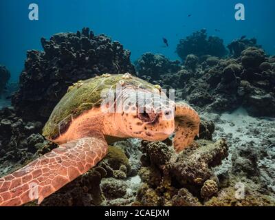 Loggerhead Sea Turtle swim in turquoise water of coral reef - Caribbean Sea / Curacao Stock Photo