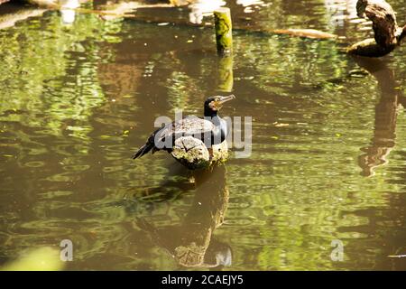View of a double crested cormorant sitting on a tree in a pond Stock Photo