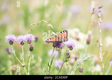 Peacock Butterfly - inachis io - on knapweed flower in Scottish meadow, Scotland, UK Stock Photo