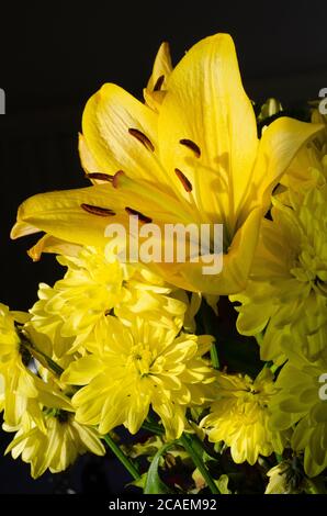 Yellow flowers on black background Stock Photo