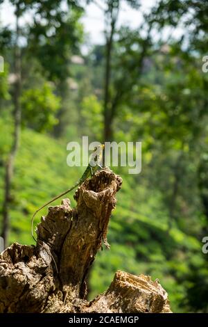 Isolated orange and green lizard on a tree stump. Ella, Sri Lanka. blurred jungle in the background Stock Photo