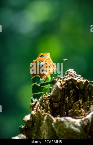 Close-up of an isolated red and green lizard on a tree. a fly near its head. beautiful green bokeh with light in the background Stock Photo