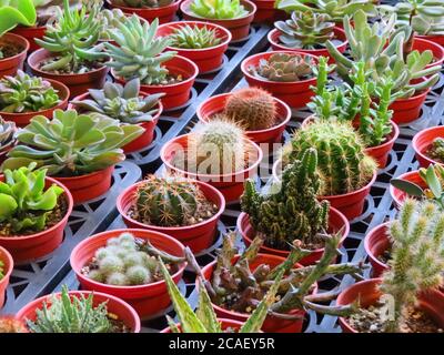 Closeup shot of various succulent and cactus plants in small pots arranged next to each other Stock Photo