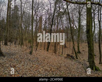 Dense pine forest with large white building hidden behind Stock Photo