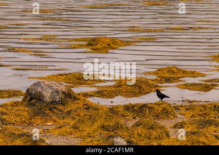 Exposed rocks and seaweed at low tide, Norris Point, Newfoundland and Labrador NL, Canada Stock Photo