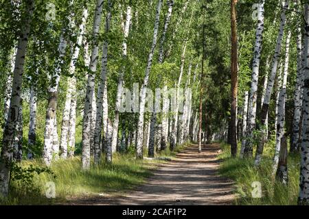 Beautiful birch alley in early spring, Russian landscape with birches, spring birch forest. The horizontal composition. Stock Photo