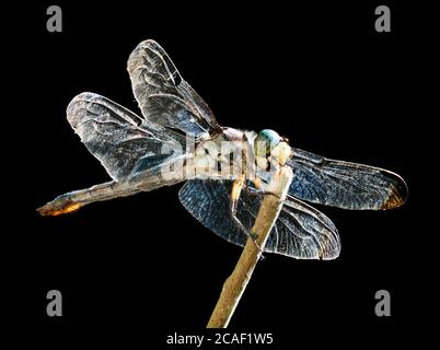 A Focus Stacked Close-up Image of a Mature Blue Dasher Dragonfly on a Black Background Stock Photo