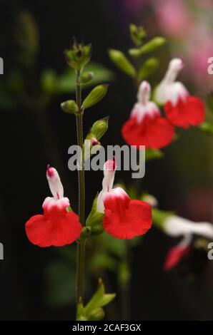 Blossoms from the Salvia Microphylla or Hot Lips flower growing in a garden on Vancouver Island, British Columbia, Canada Stock Photo