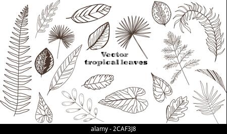Vector tropical leaves set. Collection of palm leaves. Isolated over white background Stock Vector