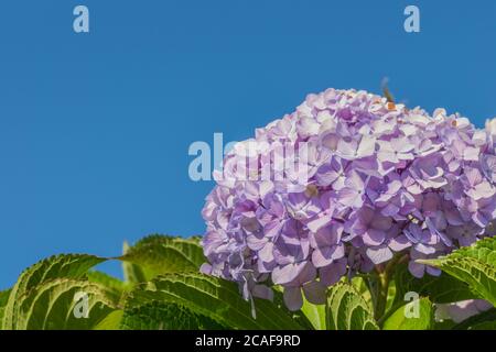 plant bigleaf hydrangea macrophylla with flowers in summer outdoors Stock Photo