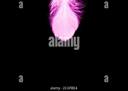 Pink feather isolated on a black background - perfect for wallpaper Stock Photo