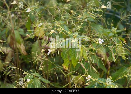 Impatiens parviflora, small balsam flowers in meadow closeup selective focus
