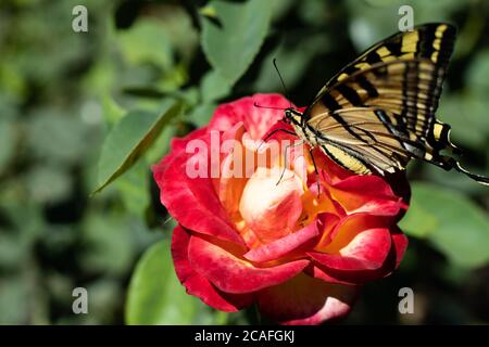 Closeup of bright black and yellow tiger swallowtail butterfly resting on beautiful multicolored rose in full sunlight against a green background.