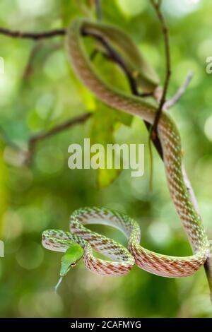 Oriental Whipsnake or Asian Vine Snake on tree, (Ahaetulla prasina) Tangkoko National Park. Sulawesi, Indonesia, Wildlife