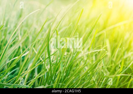 Green grass in yellow sun. Background of pure natural tall grass of summer and spring Stock Photo