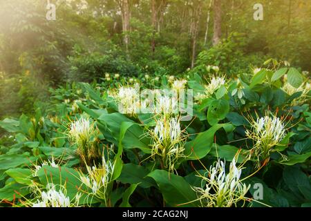 Blooming Hedychium ellipticum Hamm ex Sm. or Ginger Lily flowers in tropical forest. Phu Hin Rong Kla National Park, Thailand. Selective focus. Stock Photo