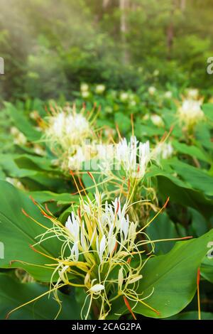 Blooming Hedychium ellipticum Hamm ex Sm. or Ginger Lily flowers in tropical forest. Phu Hin Rong Kla National Park, Thailand. Selective focus. Stock Photo