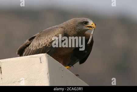 Yellow billed Kite ( Milvus aegyptius)  with nesting material  - South Africa Stock Photo