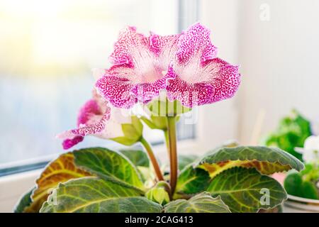 Closeup of Gloxinia Sinningia speciosa flowers in the foreground and dark green leaves. Plants on the windowsill against the background of window. Stock Photo