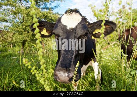 a herd of alpine cows in the open pasture in summer Stock Photo