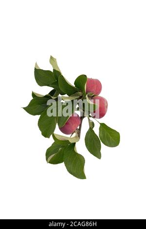 Fresh red apples on branch with green leaves isolated top view from copyspace Stock Photo