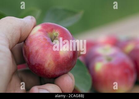 man's hand holds ripe red apple  against background of garden Stock Photo