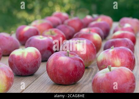 group of red apples in row on wooden background. Apple autumn harvest. Fresh red apples close up Stock Photo