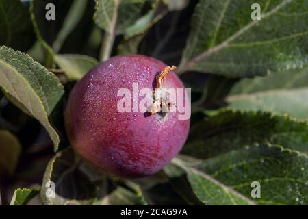 Ripe red apples with water drops on tree in early morning Stock Photo