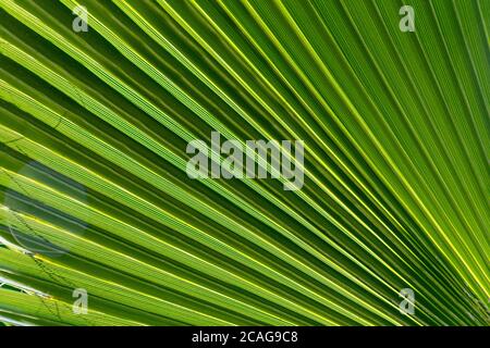 a close up image of a palm leaf pattern in the morning sun Stock Photo
