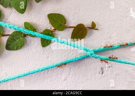 Close view of big red ants on the blue sky rope on white painted concrete wall. Problems of ants in the house, wild nature near us or teamwork concept Stock Photo