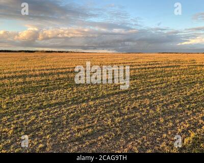 Spring agricultural field at sunset Stock Photo