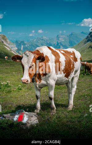 a swiss Simmental cow in Soustal, Berner Oberland Stock Photo