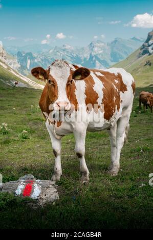 a swiss Simmental cow in Soustal, Berner Oberland Stock Photo