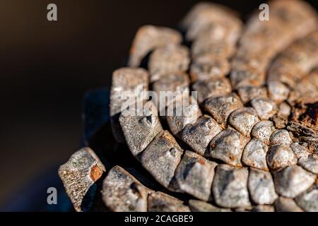 a close up image of the spiral pattern of a pine cone Stock Photo