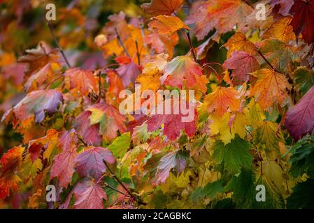 Autumn leaves on the ground Stock Photo