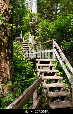 Wooden steps through the Coastal temperate rainforest in the Pacific Rim National Park Reserve on Vancouver Island in British Columbia, Canada. Stock Photo