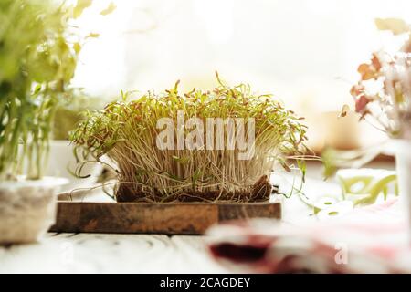 Microgreen sprouts on wooden board in rays of daylight Stock Photo