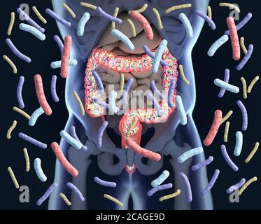 Gut bacteria, microbiome. Bacteria inside the large intestine, concept, representation. 3D illustration. Stock Photo