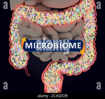 Gut bacteria, microbiome. Bacteria inside the large intestine, concept, representation. 3D illustration. Stock Photo