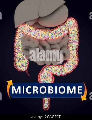 Gut bacteria, microbiome. Bacteria inside the large intestine, concept, representation. 3D illustration. Stock Photo