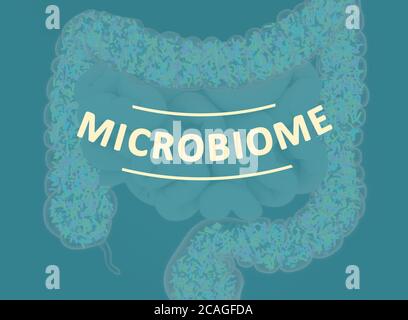 Gut bacteria, microbiome. Bacteria inside the large intestine, concept, representation. 3D illustration. Stock Photo