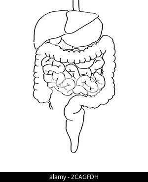 Gut bacteria, microbiome. Bacteria inside the large intestine, concept, representation. 3D illustration. Stock Photo