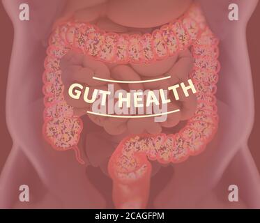 Gut bacteria, microbiome. Bacteria inside the large intestine, concept, representation. 3D illustration. Stock Photo