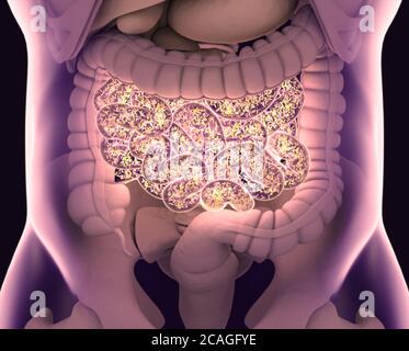 Gut bacteria , gut flora, microbiome. Bacteria inside the small intestine, concept, representation. 3D illustration. Stock Photo