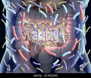 Gut bacteria , gut flora, microbiome. Bacteria inside the small intestine, concept, representation. 3D illustration. Stock Photo