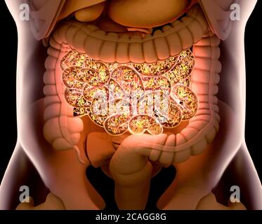 Gut bacteria , gut flora, microbiome. Bacteria inside the small intestine, concept, representation. 3D illustration. Stock Photo